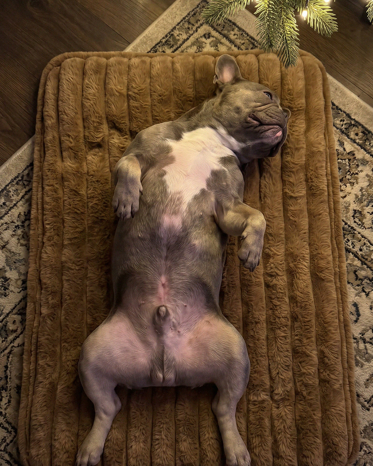French bulldog sleeping belly-up on the mat under a Christmas tree